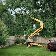 Best Emergency Tree Removal Services  in USA